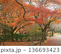 紅葉したモミジのトンネル 136693423