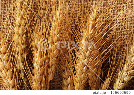 Wheat stalks arranged on burlap fabric in a simple display Wheat stalks arranged on burlap fabric in a simple display 136693690