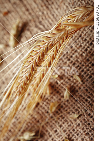 Wheat stems sitting on burlap fabric in a simple rural setting during the afternoon Wheat stems sitting on burlap fabric in a simple rural setting during the afternoon 136693701