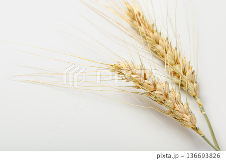 Wheat stalks laid on a clean surface in natural light showing grains and texture 136693826