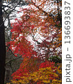 炎のような紅葉 136693837