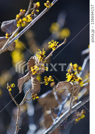 一乗谷朝倉氏遺跡も春近し 136694157