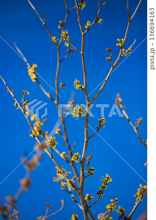 一乗谷朝倉氏遺跡も春近し 136694163