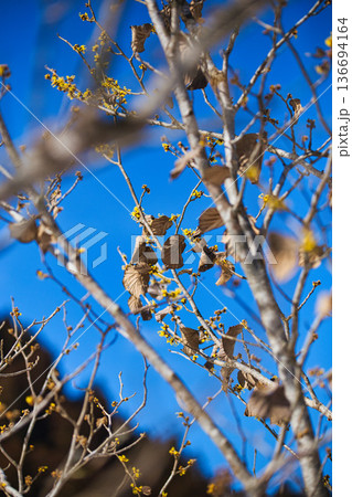 一乗谷朝倉氏遺跡も春近し 136694164