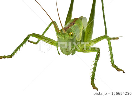 The green grasshopper, or common grasshopper, is a species of insect from the family True grasshoppers on a white background. The green grasshopper, or common grasshopper, is a species of insect from the family True grasshoppers on a white background. 136694250