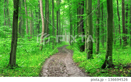 forest trees. nature green wood backgrounds 136694526