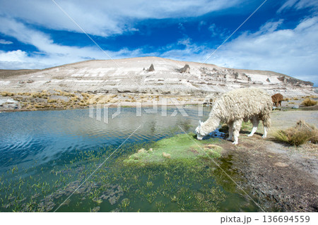 lamas in Andes,Mountains, Peru 136694559