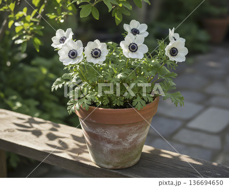 白いアネモネ 136694650