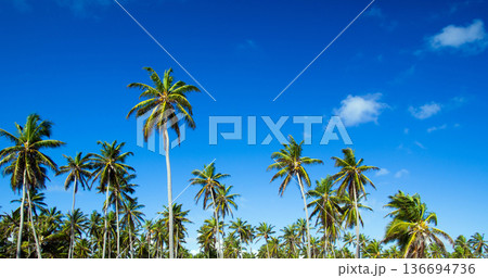 Palm tree on the sky 136694736