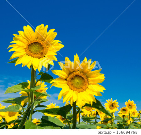 Sunflower field with cloudy blue sky Sunflower field with cloudy blue sky 136694768