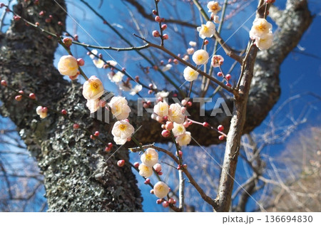 青空に映える満開の梅の花 神奈川県湯河原町・幕山公園の春を彩る日本の風景 136694830