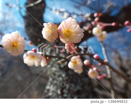 青空に映える満開の梅の花 神奈川県湯河原町・幕山公園の春を彩る日本の風景 136694832