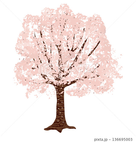 シンプルな桜の木 136695003