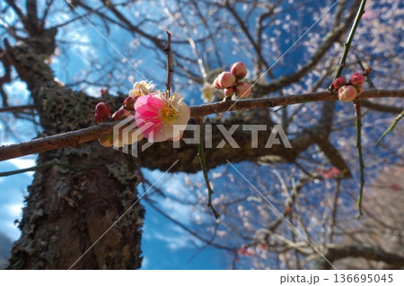 一つの枝に紅白の花が咲き分ける珍しい梅「思いのまま」 神奈川県湯河原町・幕山公園の春の風景 一つの枝に紅白の花が咲き分ける珍しい梅「思いのまま」 神奈川県湯河原町・幕山公園の春の風景 136695045