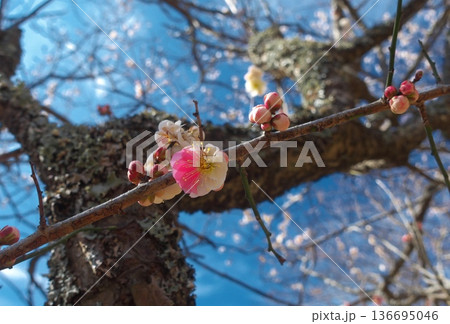 一つの枝に紅白の花が咲き分ける珍しい梅「思いのまま」 神奈川県湯河原町・幕山公園の春の風景 136695046