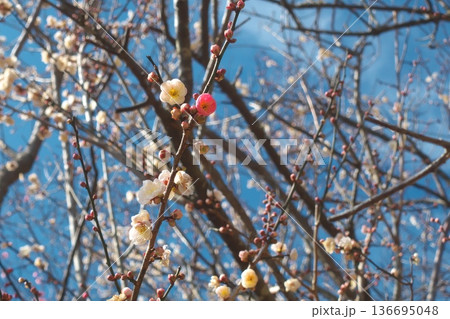 一つの枝に紅白の花が咲き分ける珍しい梅「思いのまま」 神奈川県湯河原町・幕山公園の春の風景 136695048