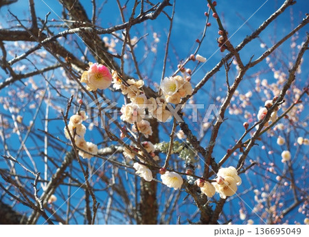 一つの枝に紅白の花が咲き分ける珍しい梅「思いのまま」 神奈川県湯河原町・幕山公園の春の風景 136695049