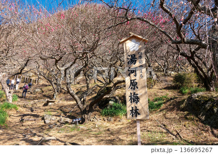 神奈川県湯河原町・ 満開の梅の花と案内看板が立つ春の観光地、幕山公園の梅林入口風景 136695267