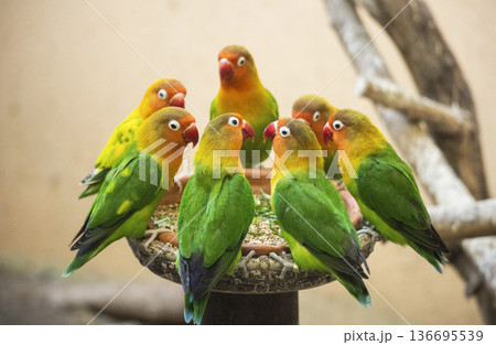 ルリゴシボタンインコ ルリゴシボタンインコ 136695539