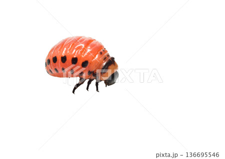 Red Colorado potato beetle larva on a white background.	 136695546