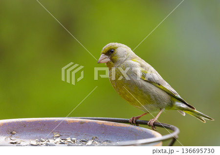 bird perching on bird feeder with sunflower seeds. Greenfinch bird perching on bird feeder with sunflower seeds. Greenfinch 136695730