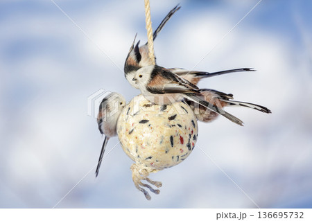 Flock of little birds feeding on bird feeder with suet fat ball. Long-tailed tit. Aegithalos caudatus Flock of little birds feeding on bird feeder with suet fat ball. Long-tailed tit. Aegithalos caudatus 136695732