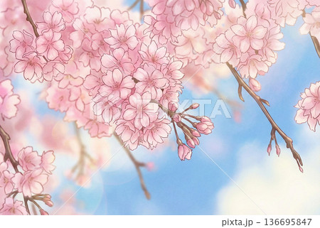 満開の枝垂れ桜を見上げる2・イラスト 136695847