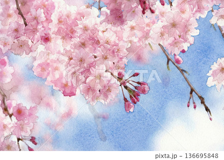 満開の枝垂れ桜を見上げる2・水彩画 136695848