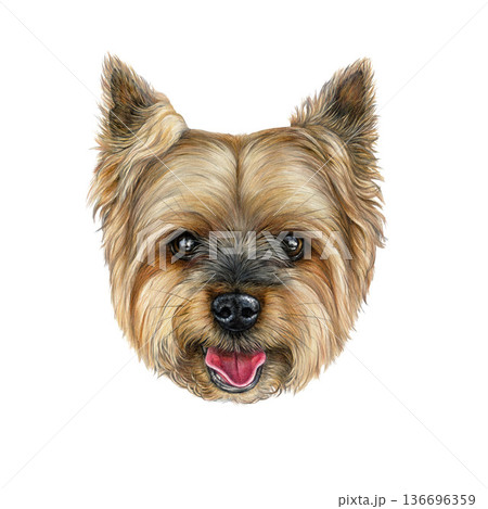 Hand drawn Yorkshire Terrier dog portrait illustration. Cute small pet dog head portrait realistic detailed image. Yorkie doggie breed painted illustration isolated on white background Hand drawn Yorkshire Terrier dog portrait illustration. Cute small pet dog head portrait realistic detailed image. Yorkie doggie breed painted illustration isolated on white background 136696359