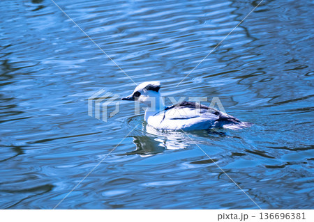 パンダガモ（ミコアイサ） 136696381
