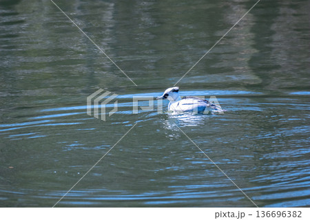 パンダガモ（ミコアイサ） 136696382