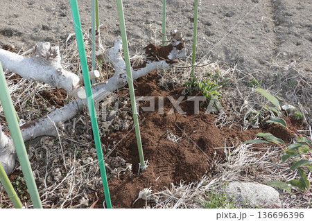 寒肥、牛糞堆肥 136696396