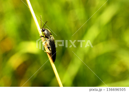 Click beetles are a large genus of click beetles that sit on grass stems.	 136696505