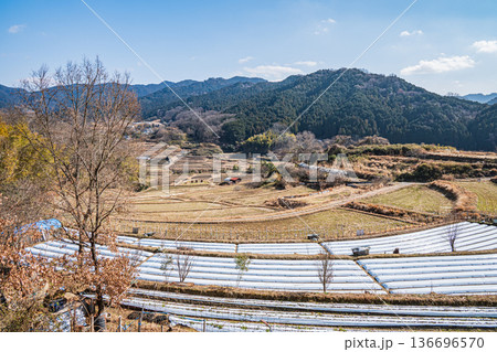 祝戸の棚田風景　国営飛鳥歴史公園祝戸地区　奈良県 136696570