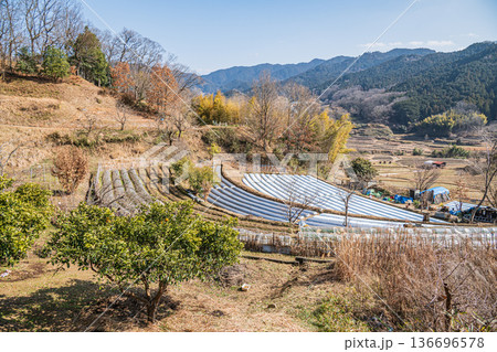 祝戸の棚田風景　国営飛鳥歴史公園祝戸地区　奈良県 136696578