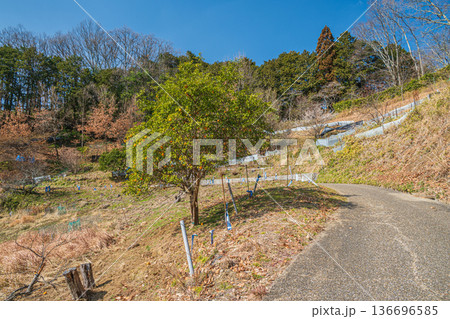 国営飛鳥歴史公園祝戸地区　奈良県 136696585