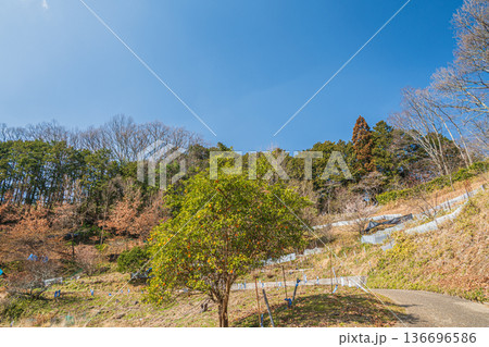 国営飛鳥歴史公園祝戸地区　奈良県 136696586