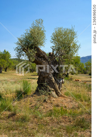 A majestic, centuries-old olive tree with a twisted trunk and lush green canopy dominates a dry, grassy field under a clear blue sky in Spain A majestic, centuries-old olive tree with a twisted trunk and lush green canopy dominates a dry, grassy field under a clear blue sky in Spain 136696650