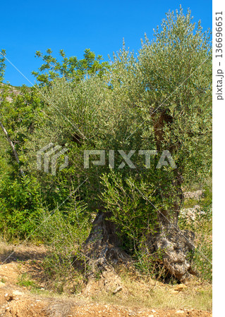 A majestic, centuries-old olive tree with a thick, twisted trunk and lush green foliage is bathed in sunlight against a vibrant blue sky in the Sierra de Godall region of Spain A majestic, centuries-old olive tree with a thick, twisted trunk and lush green foliage is bathed in sunlight against a vibrant blue sky in the Sierra de Godall region of Spain 136696651