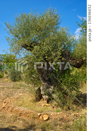 A majestic, centuries-old olive tree with a thick, twisted trunk and lush green foliage thrives in the rugged landscape of Sierra de Godall A majestic, centuries-old olive tree with a thick, twisted trunk and lush green foliage thrives in the rugged landscape of Sierra de Godall 136696652