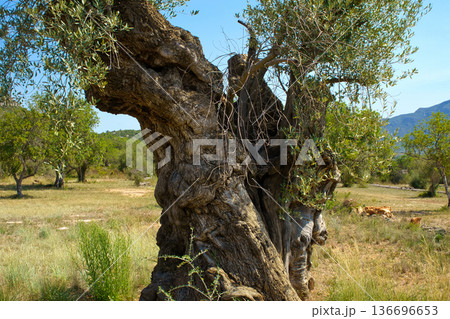 A very old, twisted olive tree with a thick, textured trunk dominates the foreground of a dry, grassy field under a clear blue sky A very old, twisted olive tree with a thick, textured trunk dominates the foreground of a dry, grassy field under a clear blue sky 136696653