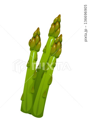 Cartoon raw ripe asparagus vegetable, isolated vector natural green bunch of spears. Healthy food, organic veggies, garden plant, eco farm production, nutritious greenery stalks harvest 136696905