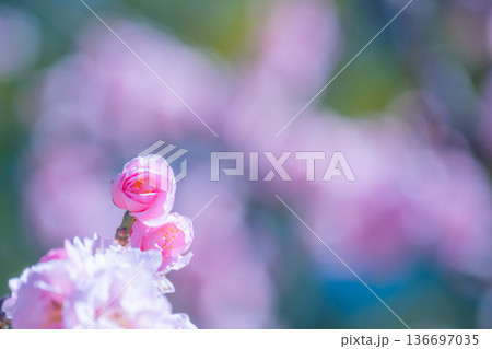 早咲きの紅梅 136697035