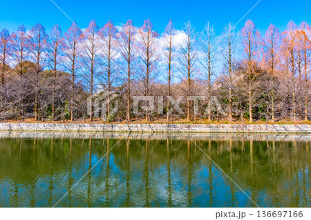 大阪城公園の外濠と落葉したメタセコイア 136697166