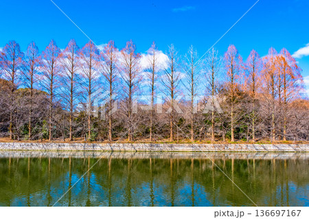 大阪城公園の外濠と落葉したメタセコイア 136697167