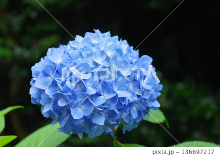 手まり咲きのアジサイ 136697217