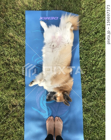 Happy red-haired corgi on a summer walk. High quality photo 136697373