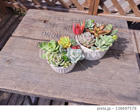 親子のぬくもりを感じる多肉植物寄せ植え　上品なガーデンインテリア 136697578