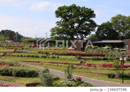 薔薇の咲く公園　いばらきフラワーパーク 136697596