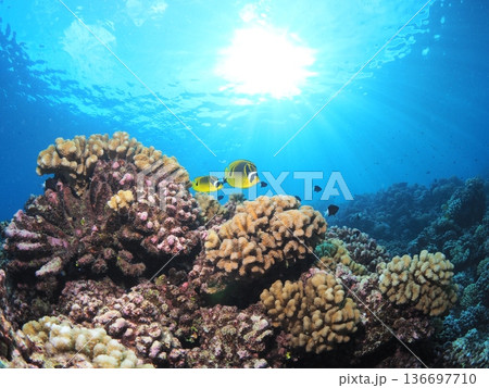 タヒチのラグーンでシュノーケリング＆体験ダイビング　サンゴ礁と熱帯魚の楽園水中世界（ファカラバ） 136697710